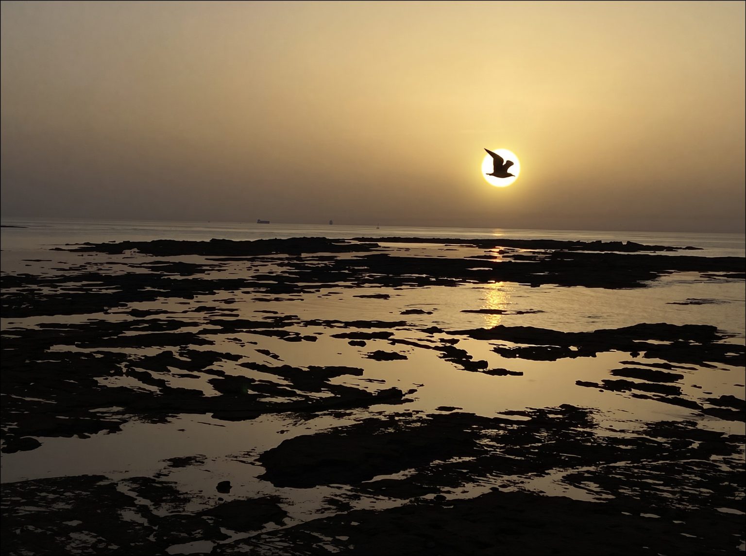 Hazy golden sunset over the sea at low tide in Cádiz, with a gull silhouetted directly in front of the sun above dark rock pools